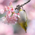 写真: 寒桜とメジ吉