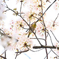 写真: 桜とメジ吉