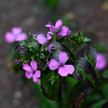 Photos: 紫色のお花