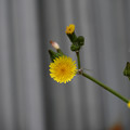 Photos: 黄色いお花