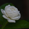 写真: 白いお花