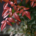 Photos: 赤い葉っぱ