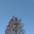 写真: 月とメタセコイア