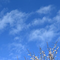 写真: ワンコ雲と梅