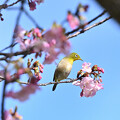 写真: 河津桜と目次郎