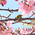 写真: 桜とメジロン