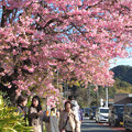 写真: 河津桜の原木