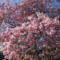 写真: 河津桜の原木