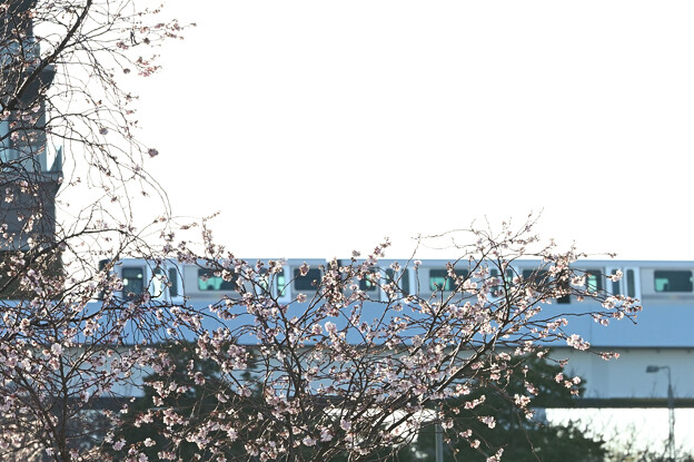 冬桜と