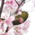 写真: 寒桜とメジロン