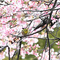 写真: 寒桜とメジロン