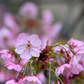 写真: 陽光桜