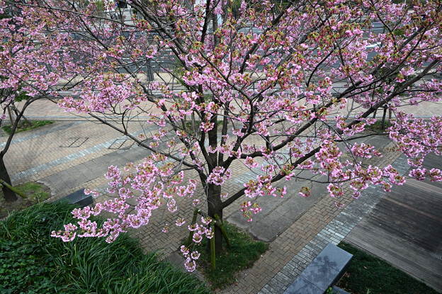 写真: 陽光桜