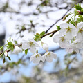 写真: 大島桜