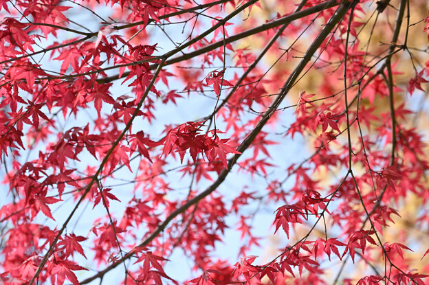 写真: 春紅葉