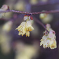 写真: 薄黄色のお花