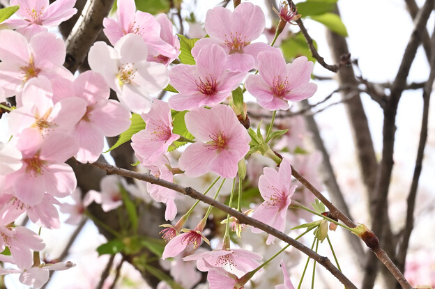 写真: 大島桜