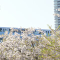 写真: ゆりかもめと桜