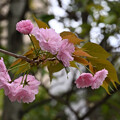 写真: 八重咲　桜