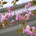 八重咲　桜
