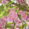 八重咲　桜