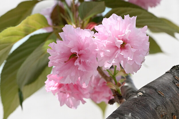 写真: 八重咲　桜