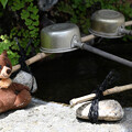 写真: 手水所のクマさん
