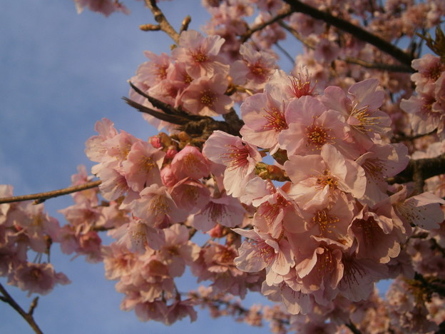 朝の河津桜
