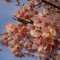 写真: 朝の河津桜