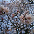 朝の寒桜
