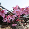 写真: 龍峰寺　おかめ桜