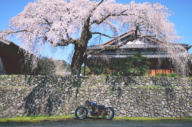 写真: 250TR　桜