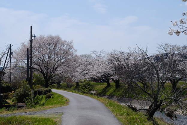 敷地川の桜