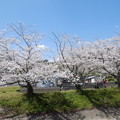 写真: 敷地川桜並木