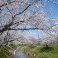 写真: 桜のある風景