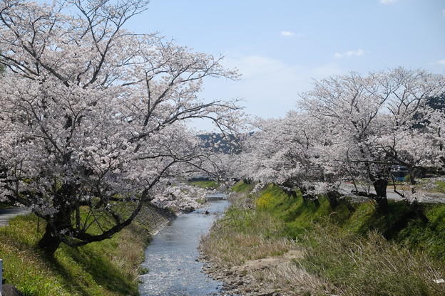 敷地川の桜並木