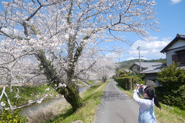 小さなカメラマン桜を撮る