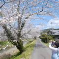写真: 小さなカメラマン桜を撮る