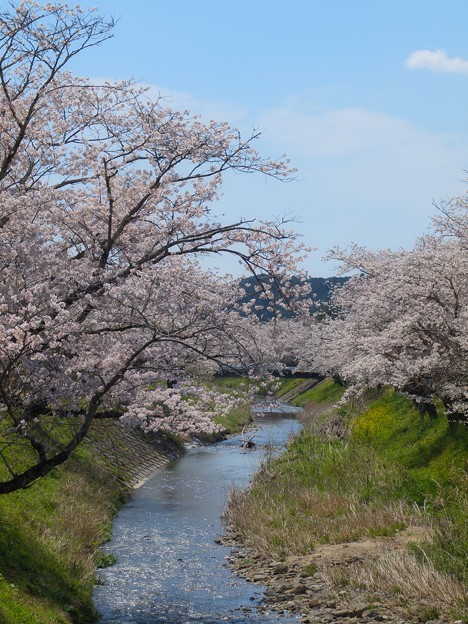 写真: 敷地川の桜　オリンパス　E-620
