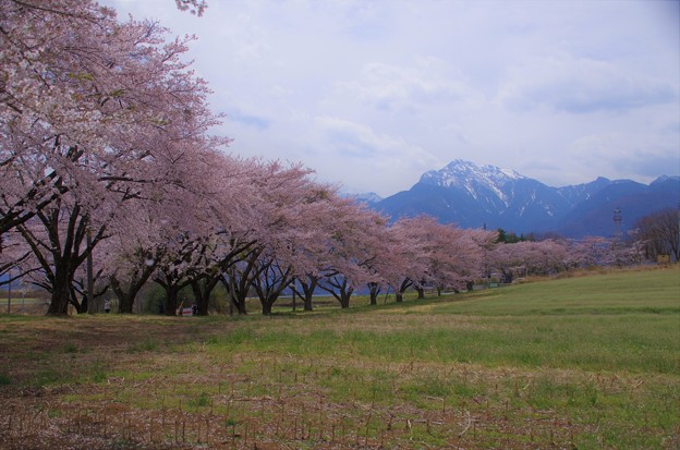 写真: 桜並木と甲斐駒ヶ岳