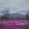 写真: 芝桜と八ヶ岳