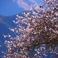 写真: IMGP2178-冬桜