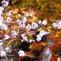 IMGP2163 冬桜と紅葉