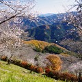 写真: IMGP2169-紅葉と冬桜