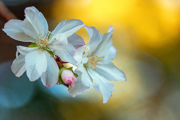写真: 桜が咲いた