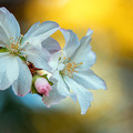 写真: 桜が咲いた