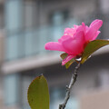 写真: 街中に咲く