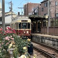 Photos: 都電荒川線のレトロ電車とバラの花