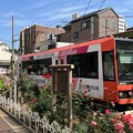 Photos: 都電荒川線と赤い薔薇