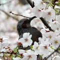Photos: 桜ヒヨドリ